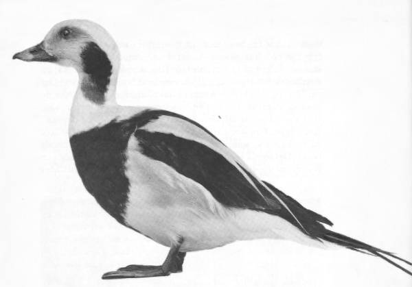 Gustaf Kolthoffs Källviken